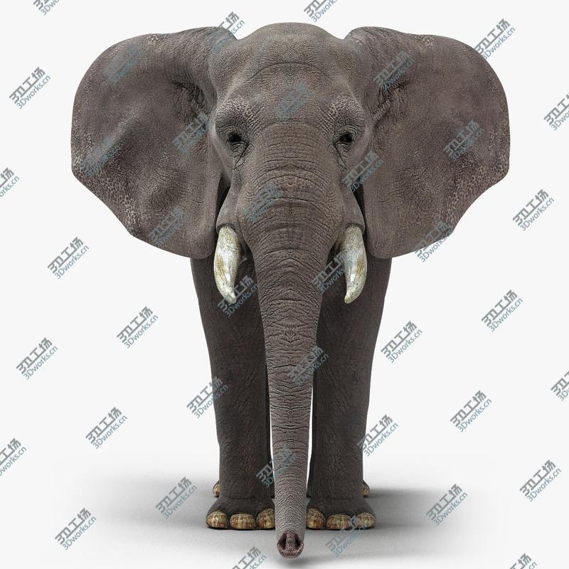 images/goods_img/202105072/African Elephant/1.jpg